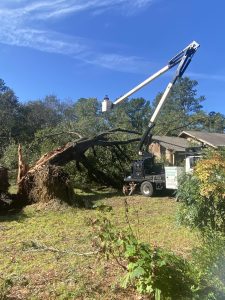 Tree Trimming Near Me In Lakeland, Ga (2)