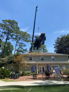 Tree Trimming Near Me In Lakeland, Ga (6)